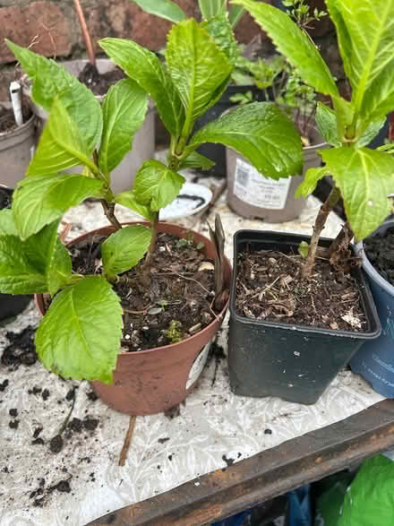 Photo of free Garden plants (Pontypool) #2