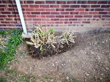 Photo of free Large Hydrangea (Stanway, CO3) #1