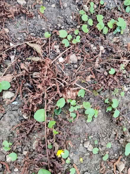 Photo of free Fern plants (Headington OX3) #4