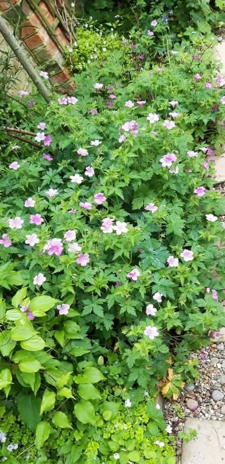 Photo of free Pink hardy geraniums (St Leonards TN38) #1