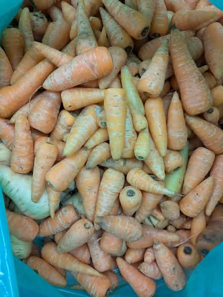 Photo of free Lots of carrots and parsnips (E14 Isle of Dogs) #1