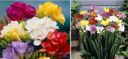 Photo of Freesia corms (Musselburgh EH21) #1