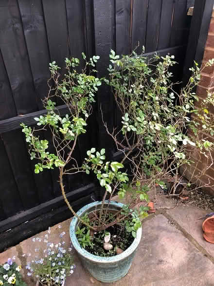 Photo of free Rose in pot. Collect Tuffley (Tuffley Gloucester) #1