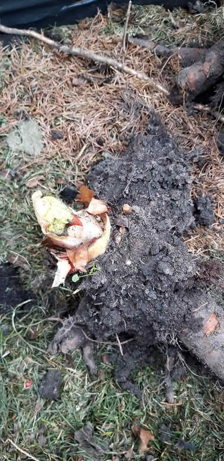 Photo of free Rhubarb Crowns (Northern Moor M23) #1
