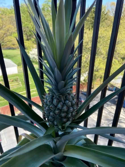 Photo of free Potted Plants (Sligo Ave, Silver Spring) #1