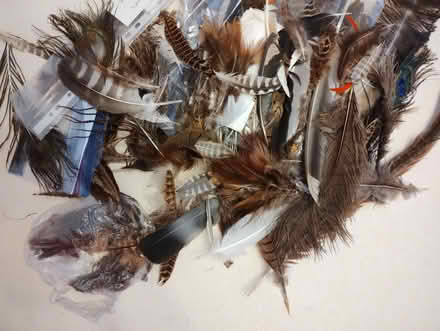 Photo of free Good quantity of bird feathers collected locally (Chapel Park NE5) #1