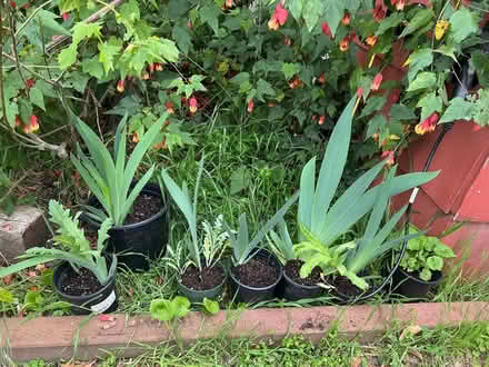 Photo of free Irises, poppies, pink geranium (Palo Alto, near Cal Ave) #1