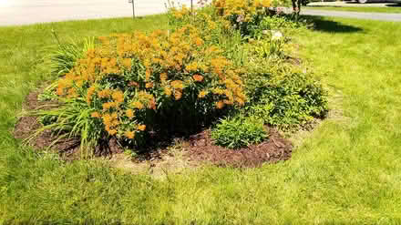 Photo of free black-eyed susans, mums, fern & (W section, Bowie) #4