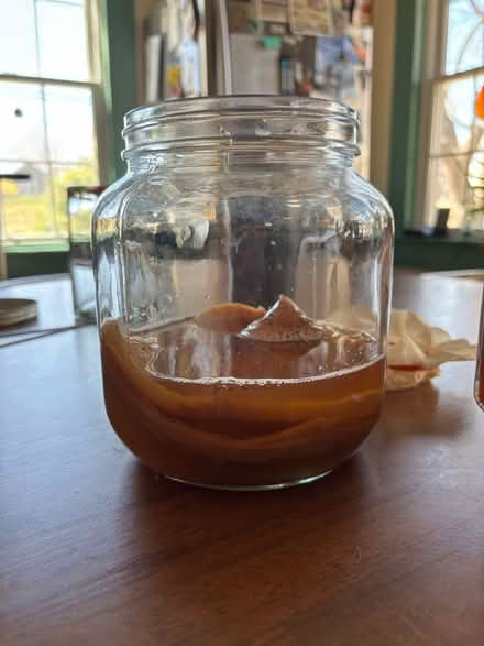 Photo of free Kombucha SCOBY (Near Chelmsford Center) #1