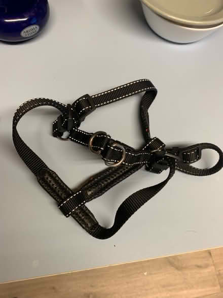 Photo of free Dog harness x2 haltix1 (Ringwood BH24) #1