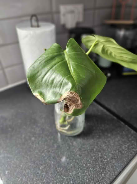 Photo of free Two rooted monstera cuttings (SW19 Wimbledon) #3