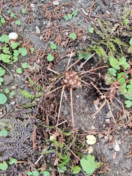 Photo of free Fern plants (Headington OX3) #3