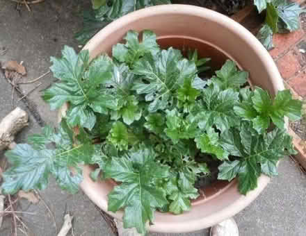 Photo of free Acanthus mollis (bear's breeches plants) (East Croydon CR0) #1
