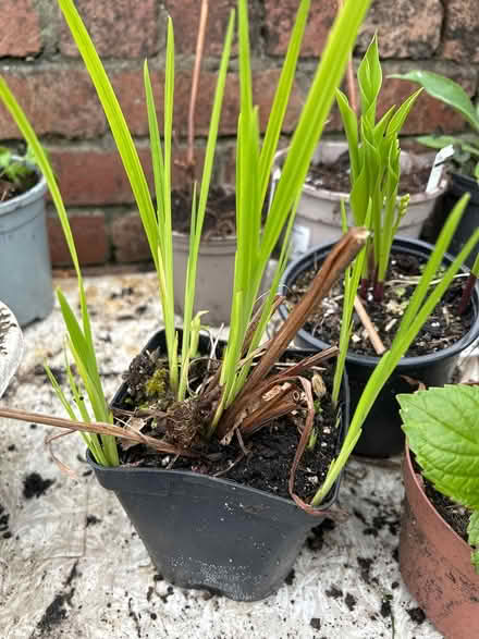 Photo of free Garden plants (Pontypool) #4