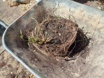 Photo of free Hops Root Ball (Purbrook PO7) #1