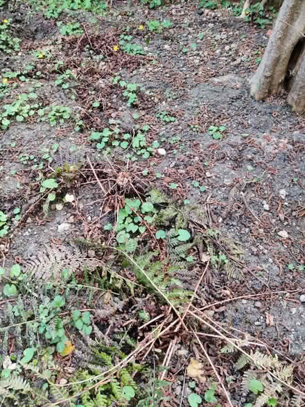 Photo of free Fern plants (Headington OX3) #1