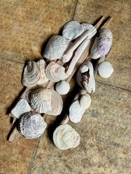 Photo of free Two Pieces of Driftwood and Several Seashells (Chaddesden DE21) #1