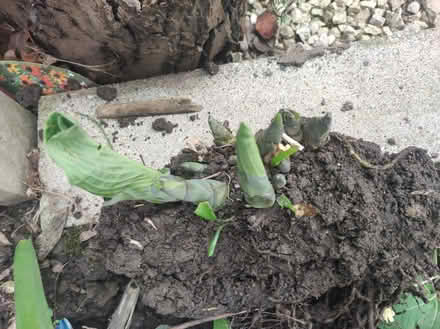 Photo of free Hosta Plant (WA3) #1