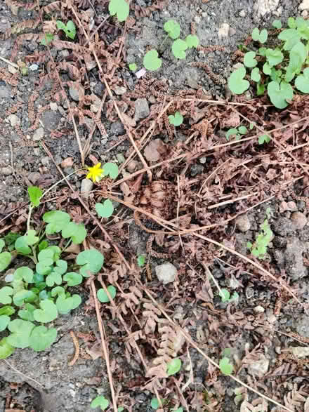 Photo of free Fern plants (Headington OX3) #2
