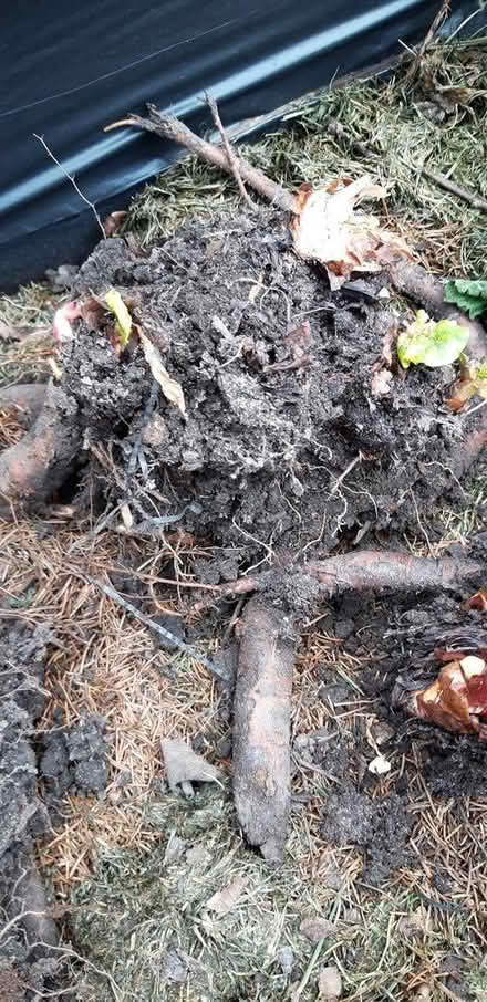 Photo of free Rhubarb Crowns (Northern Moor M23) #2