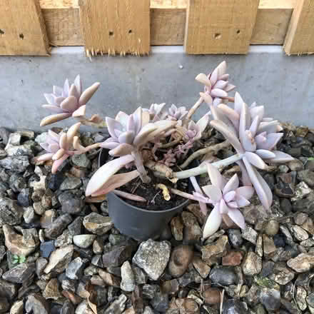 Photo of free Cacti (Westbury BA13) #1