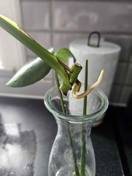 Photo of free Two rooted monstera cuttings (SW19 Wimbledon) #4
