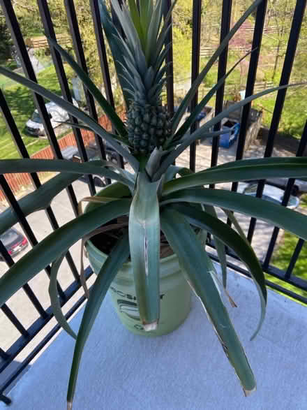 Photo of free Potted Plants (Sligo Ave, Silver Spring) #2