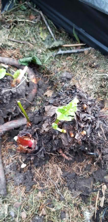 Photo of free Rhubarb Crowns (Northern Moor M23) #3