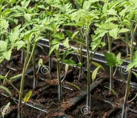 Photo of free 10 tomato seedlings (Dudbridge GL5) #1