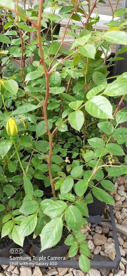 Photo of free Climbing Roses (Nunnery Wood WR5) #1