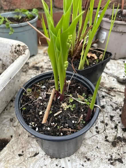 Photo of free Garden plants (Pontypool) #3