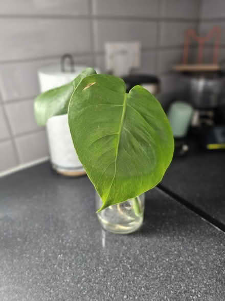 Photo of free Two rooted monstera cuttings (SW19 Wimbledon) #1