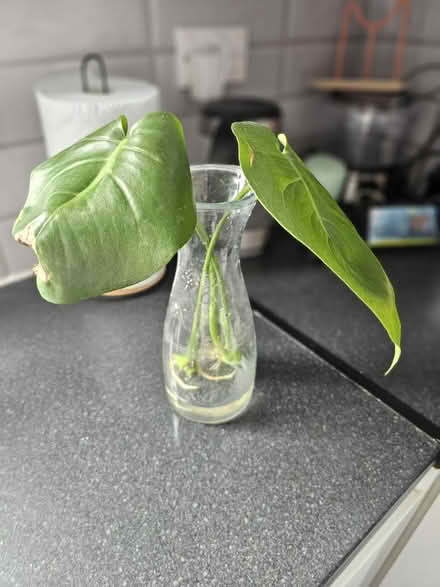 Photo of free Two rooted monstera cuttings (SW19 Wimbledon) #2