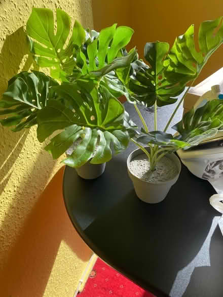 Photo of free Fake plants (Bromley, BR1) #1