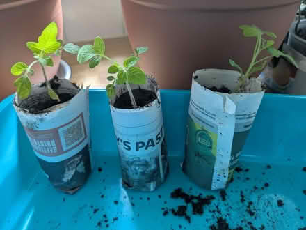 Photo of free Cherry tomato plants - lots (Clevedon BS21) #1