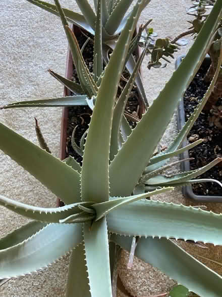 Photo of free Potted Plants (Sligo Ave, Silver Spring) #3