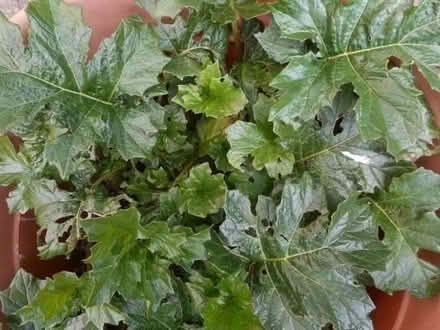Photo of free Acanthus mollis (bear's breeches plants) (East Croydon CR0) #2