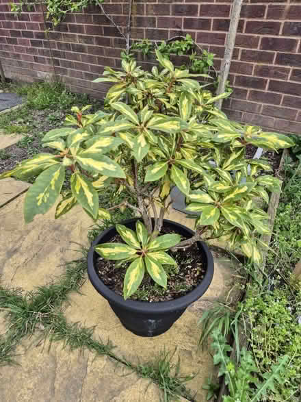 Photo of free Garden Plant (DE3) #1