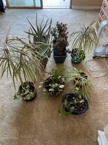 Photo of free Potted Plants (Sligo Ave, Silver Spring) #4