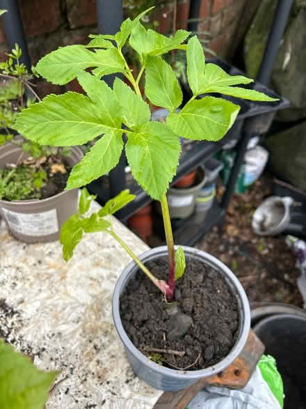 Photo of free Garden plants (Pontypool) #1