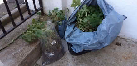 Photo of free Pink hardy geraniums (St Leonards TN38) #2