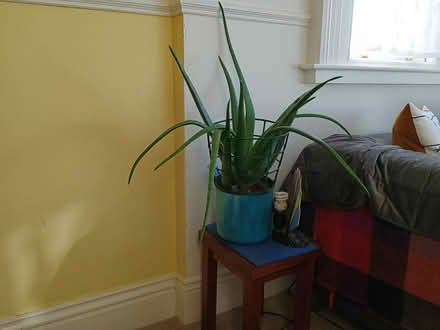 Photo of free Houseplant - Aloe Vera (Monkstown, County Dublin) #1