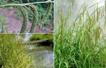 Photo of free A Mature Weeping Sedge (CT21) #1