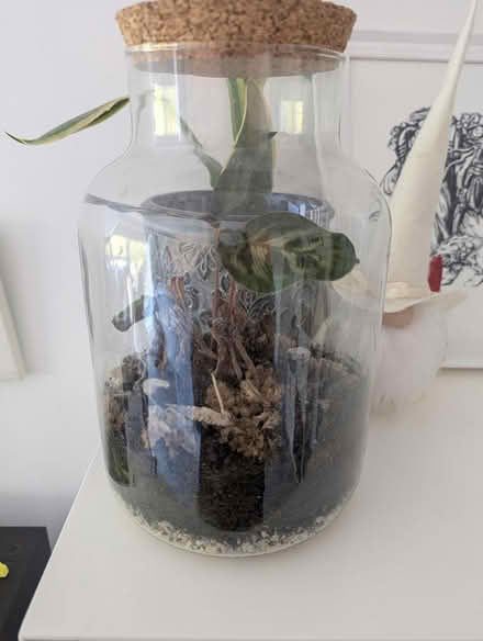 Photo of free Struggling Terrarium (SE16) #1