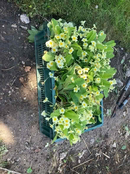 Photo of free Yellow Primroses (East Mersea CO5) #2