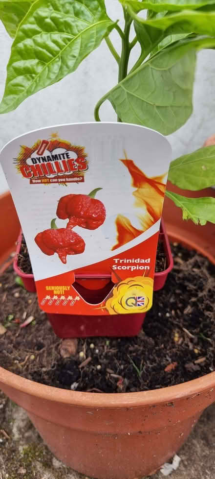 Photo of free Very hot chilli plant (Wilmslow SK9) #1