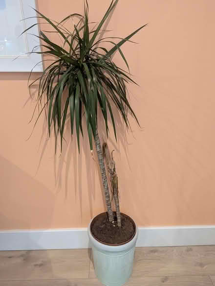 Photo of free Dracena plant (SE16) #1