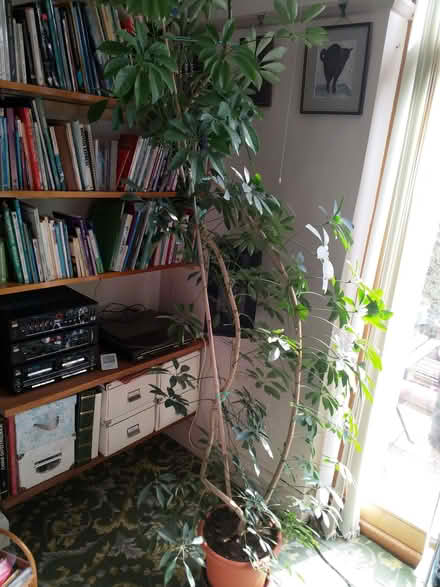 Photo of free Large house plant for bright light away from direct sun (Woodford IG8) #1