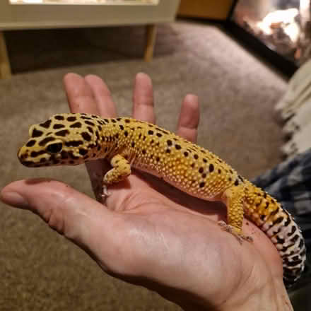 Photo of Merseyside reptile rescue (L13) #4