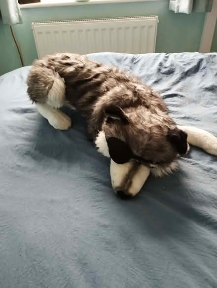 Photo of free Toy dog (Cam GL11) #1